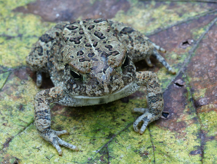 Fowler's Toad